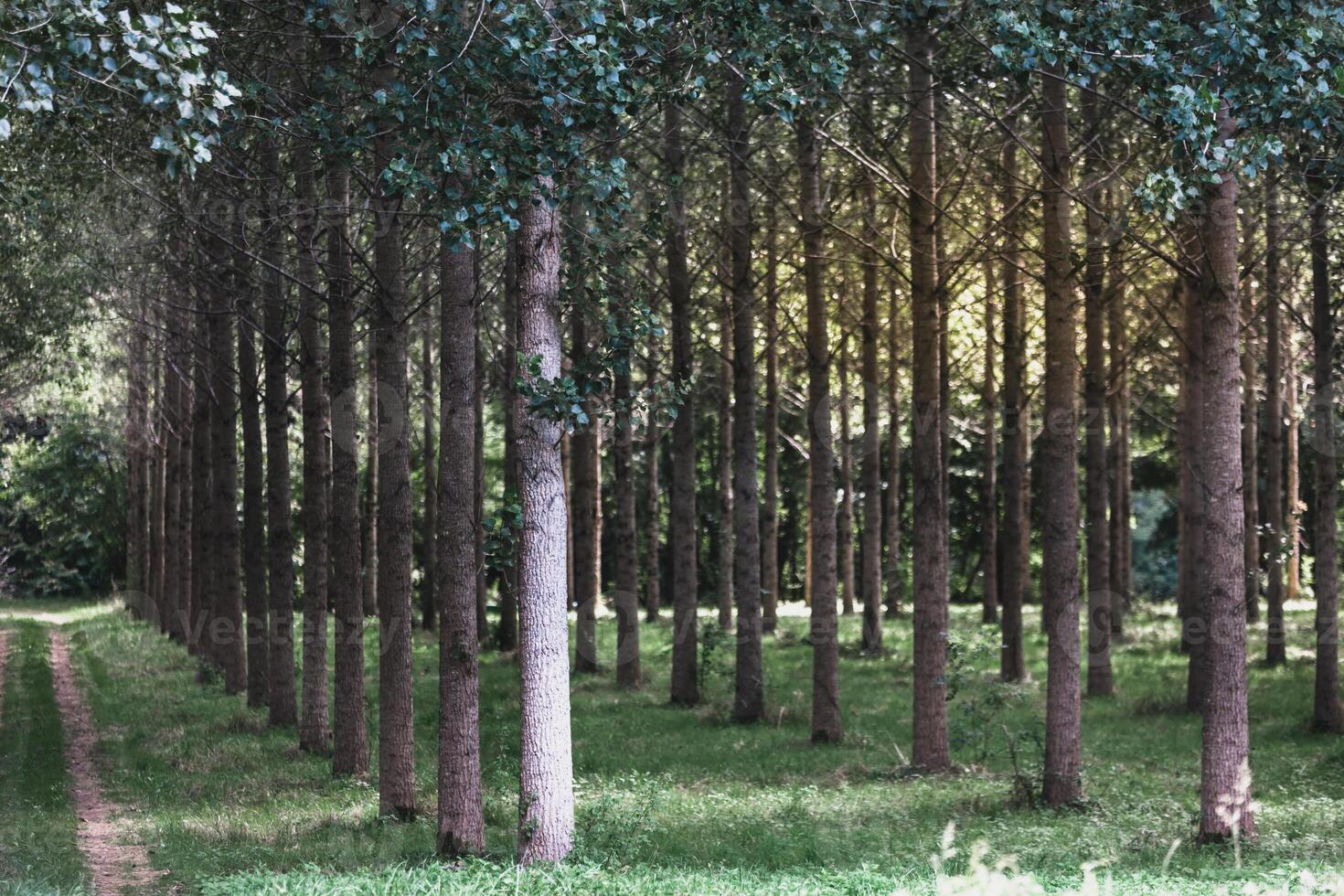 Trees planted in a row in the forest photo