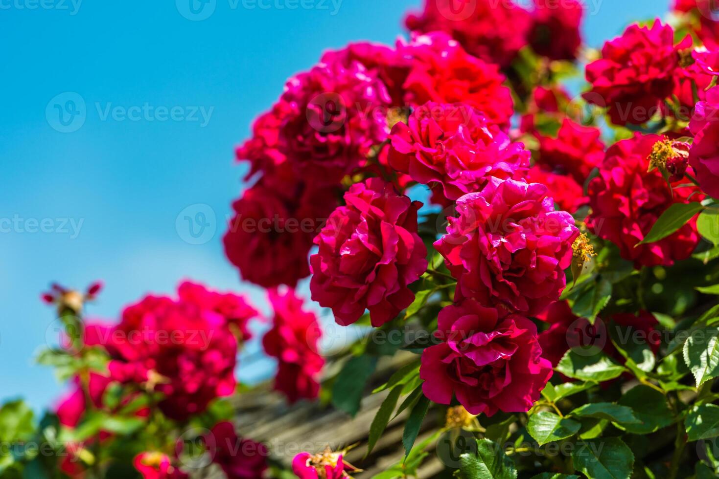 Bush of beautiful roses in a garden photo