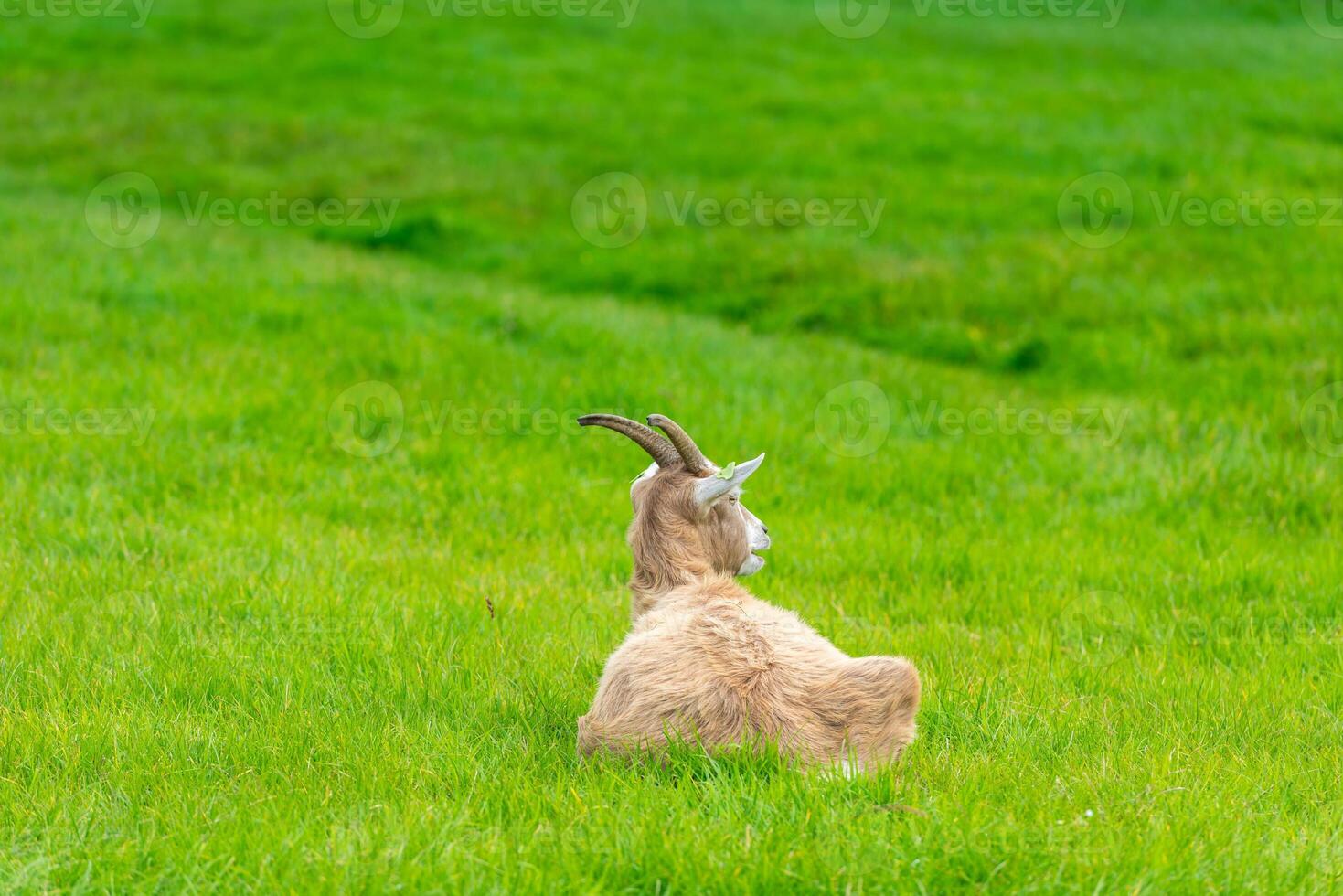 goat eating of green grass at farm photo