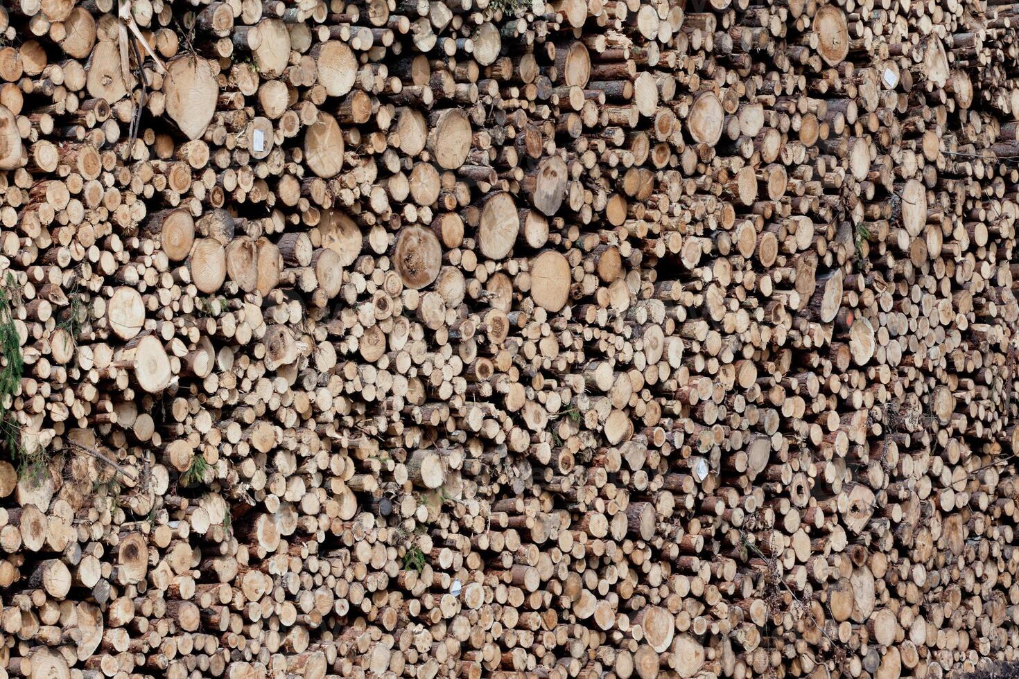 Pile of Wood photo