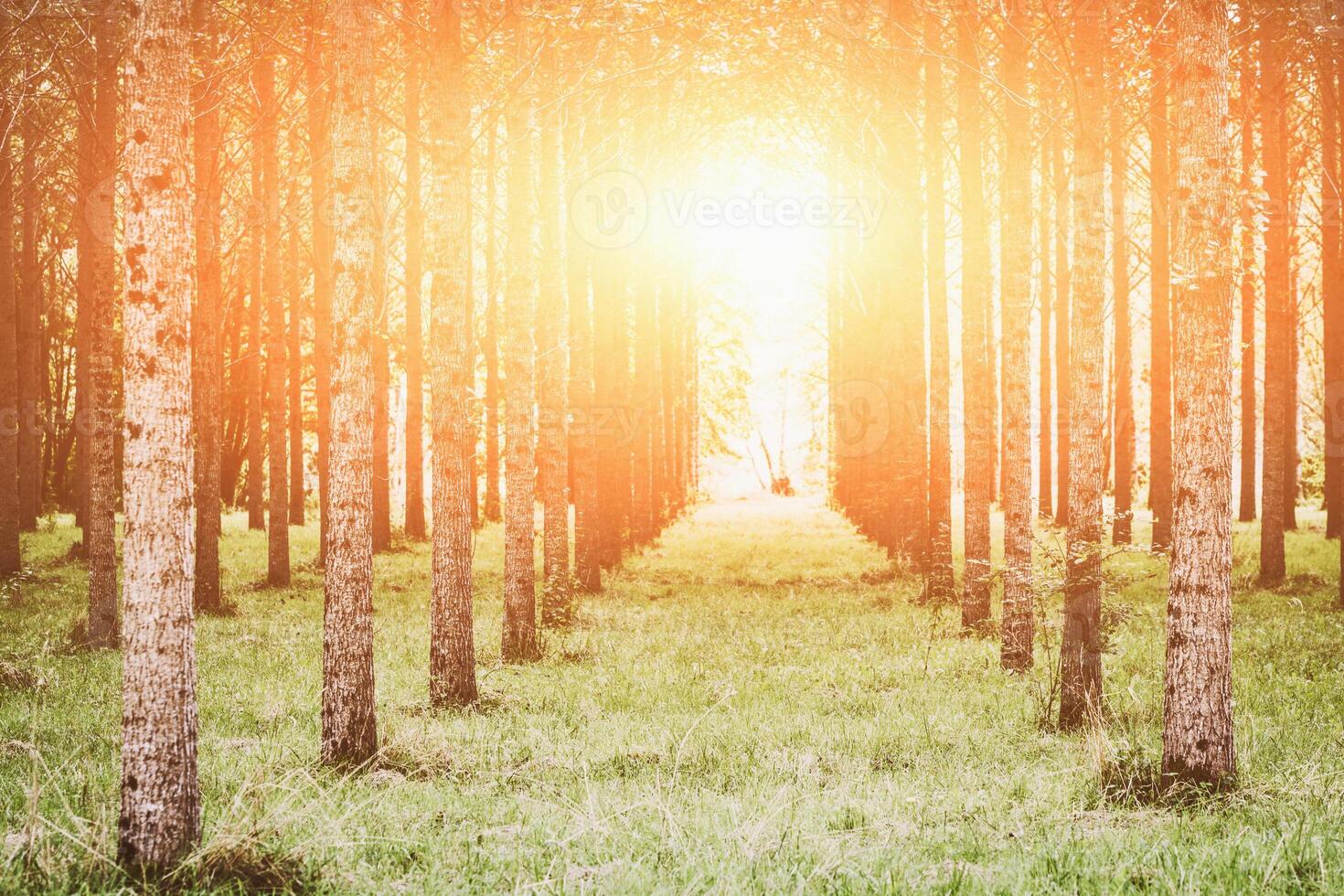 Trees planted in a row in the forest photo