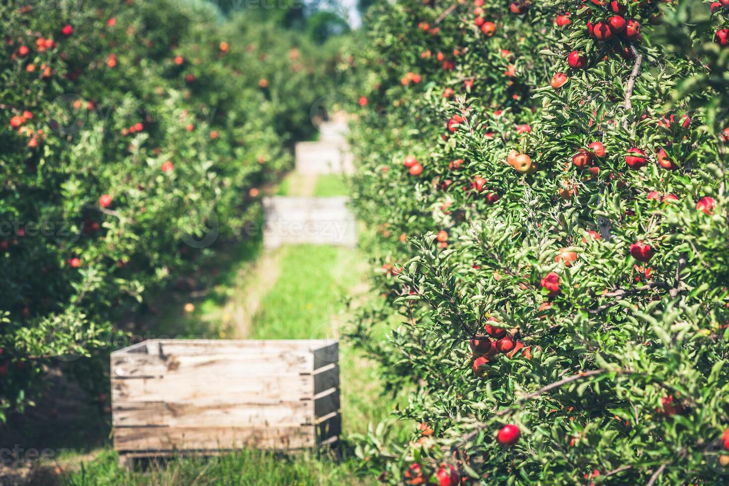 Apple garden full of riped red fruits photo
