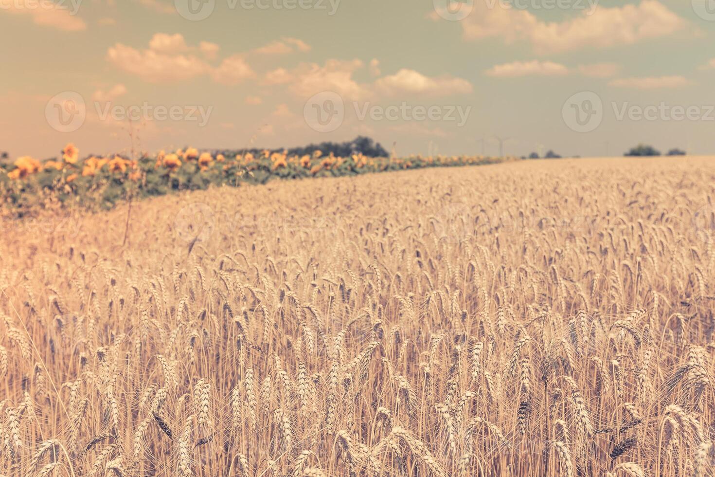 Ripe Cereal field photo