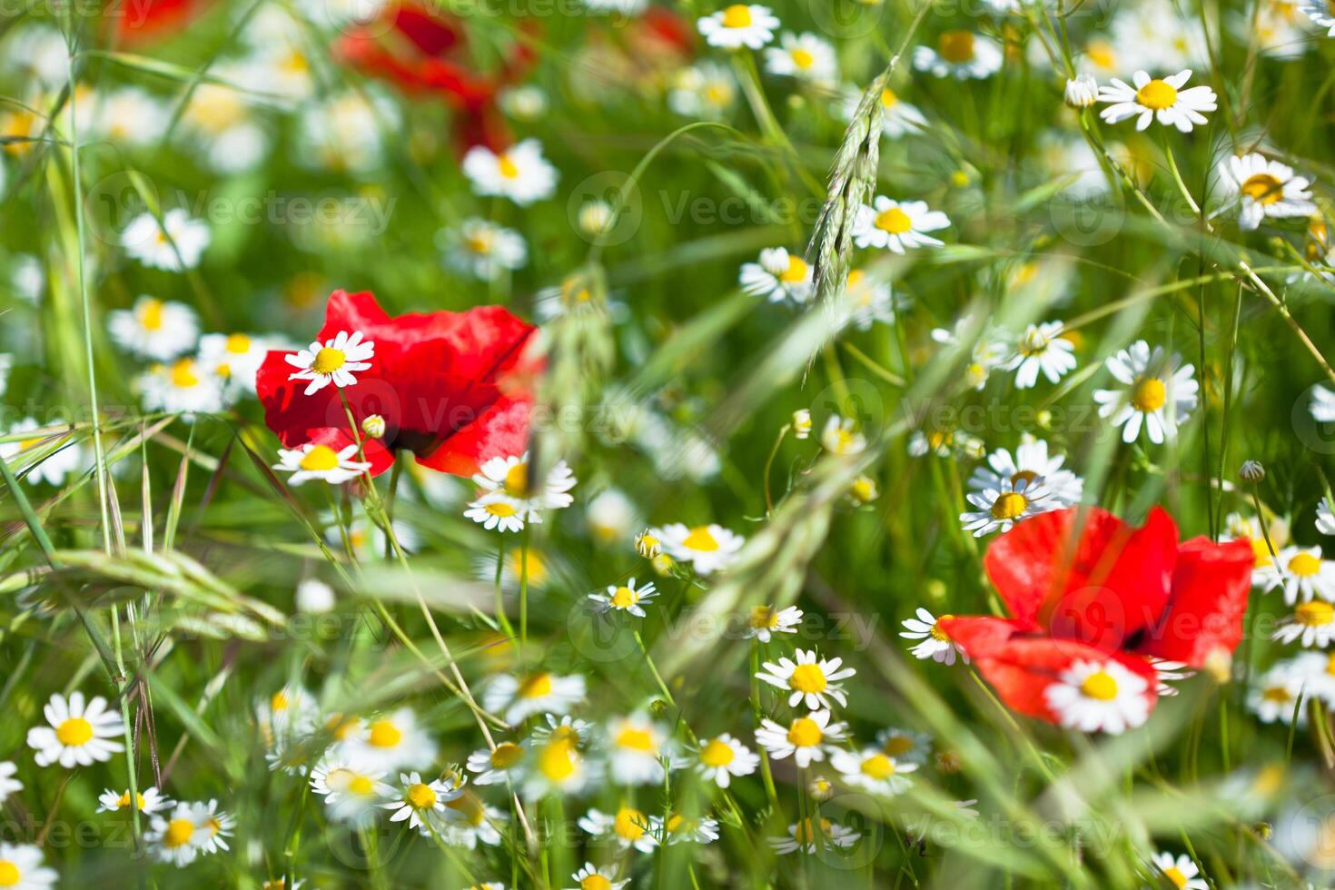 Motley grass background photo