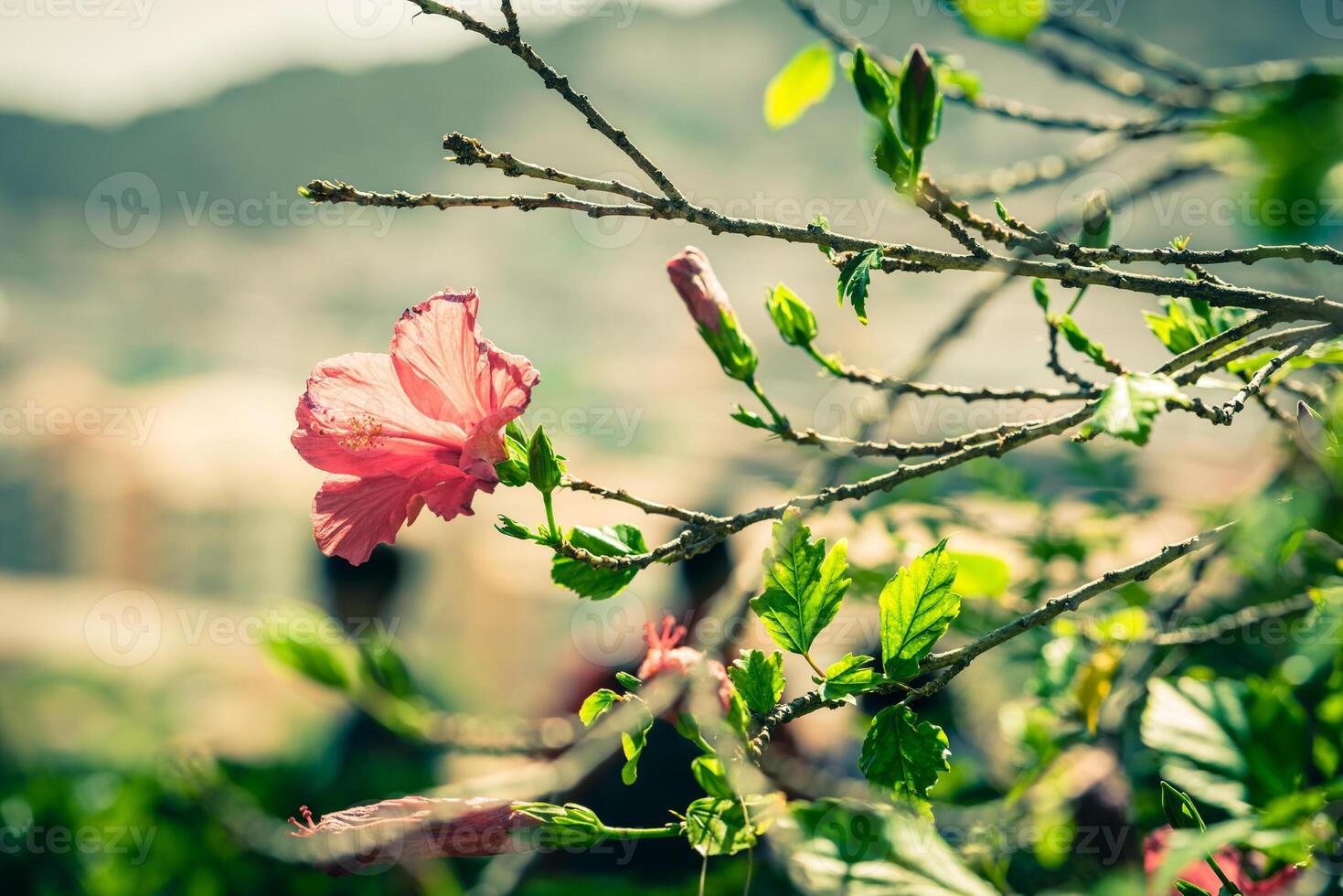 Red Hibiscus flower on a tree photo