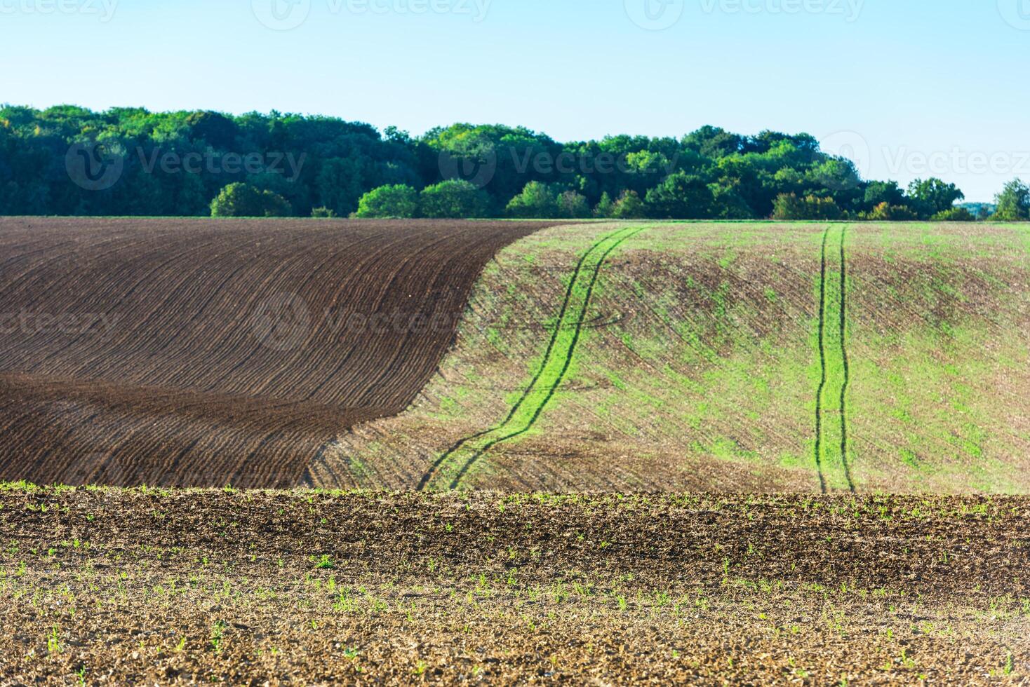 Agricultural field on a hill with young sprouts photo