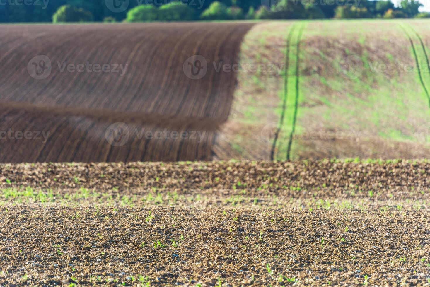 Agricultural field on a hill with young sprouts photo