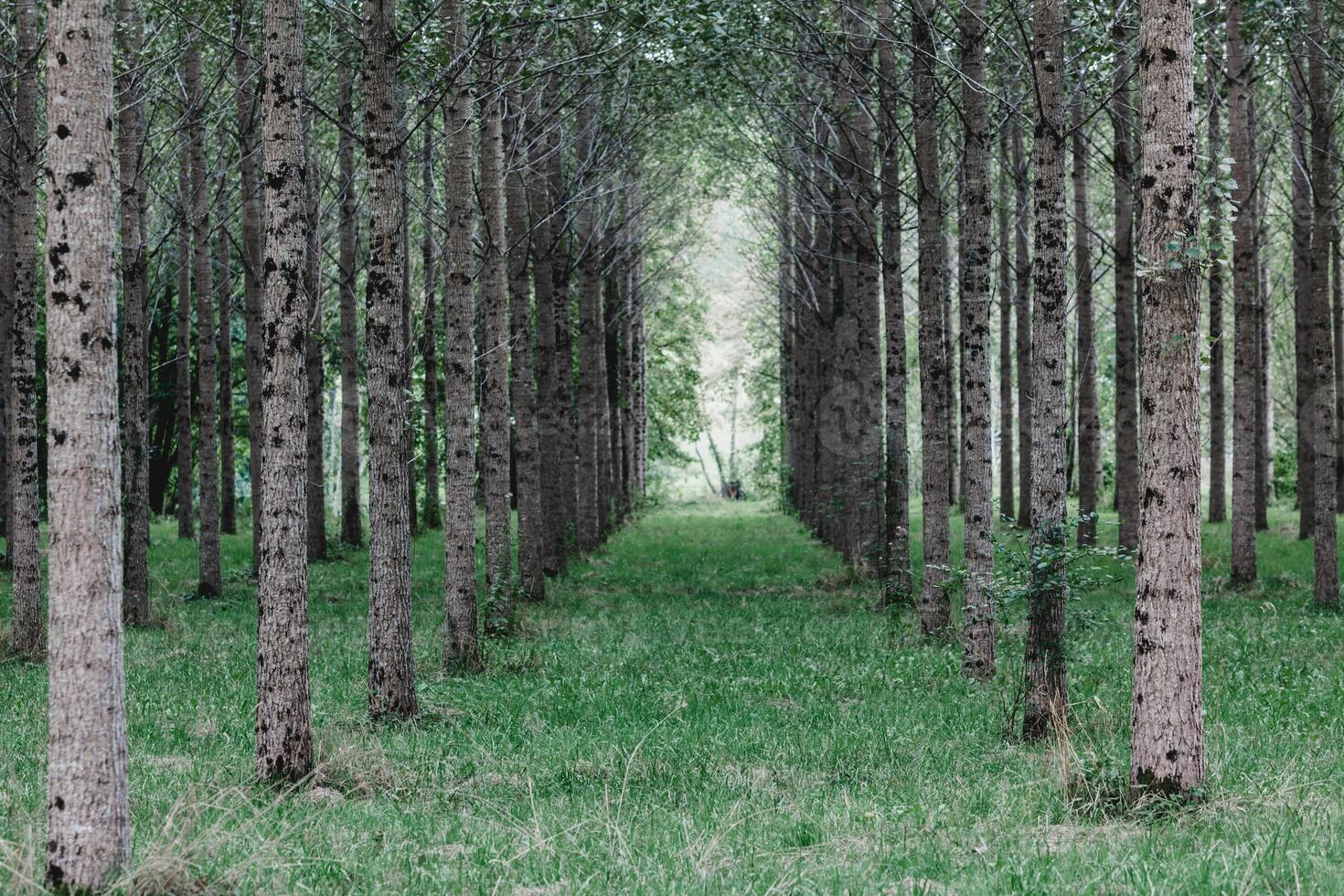 Trees planted in a row in the forest photo
