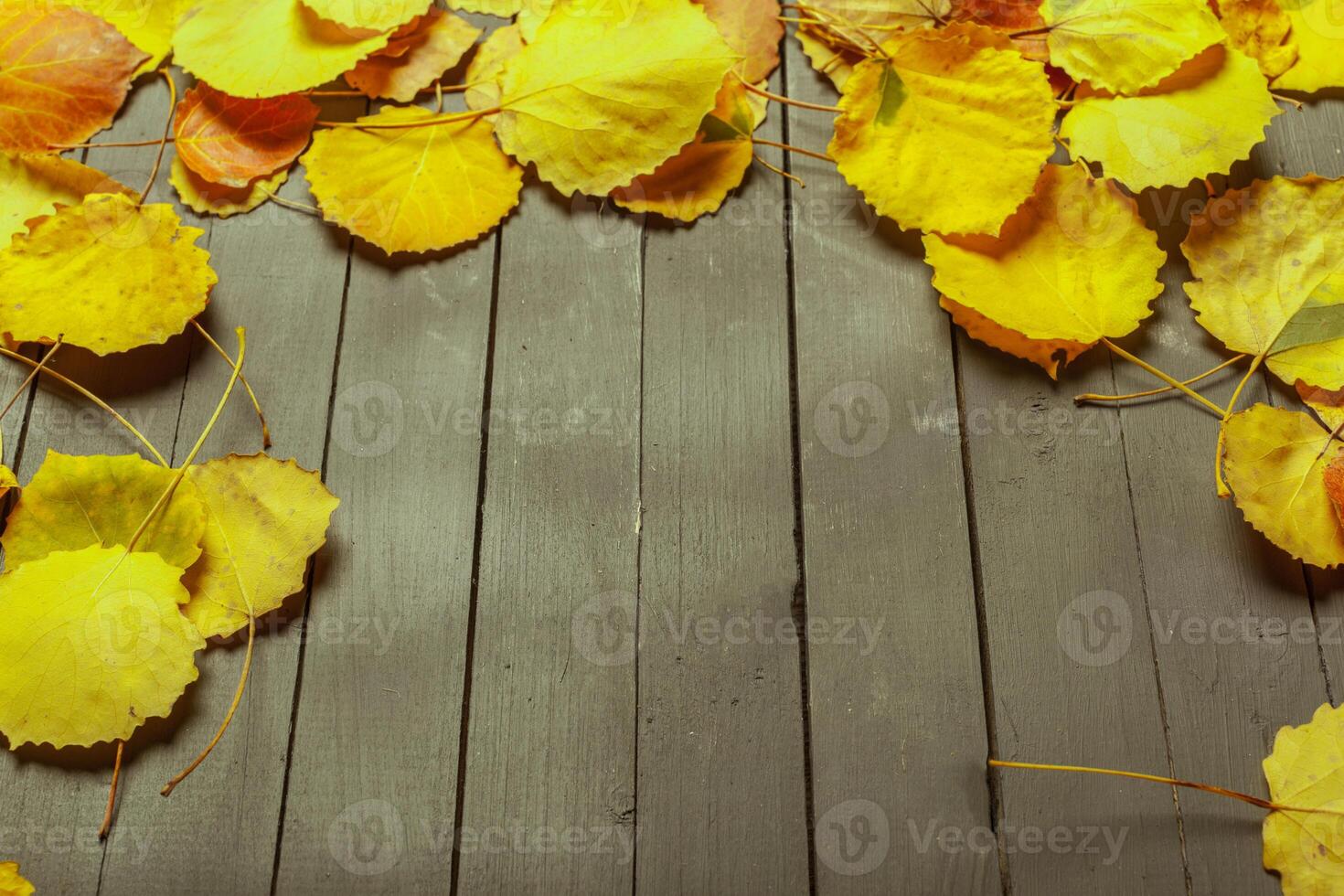 Colorful autumn leaves over wood background with copy space photo