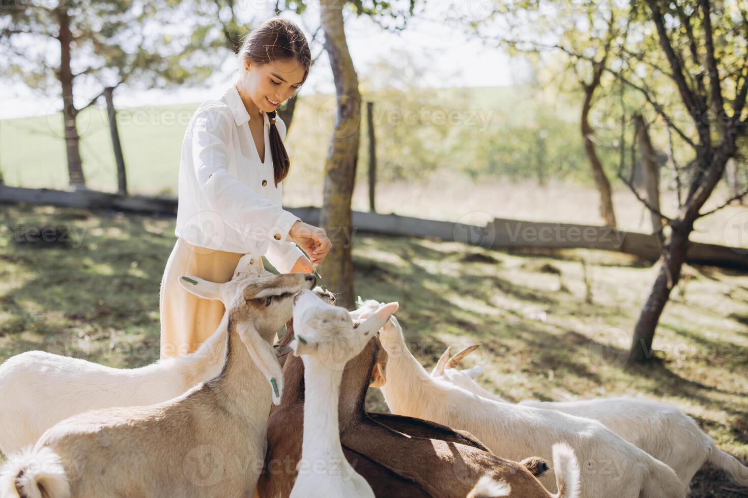 Young Woman Feeding Goats in a Peaceful Farm Setting Surrounded by Lush Greenery and Warm Sunlight, Connecting with Nature and Experiencing the Joy of the Countryside in a Tranquil Environment photo