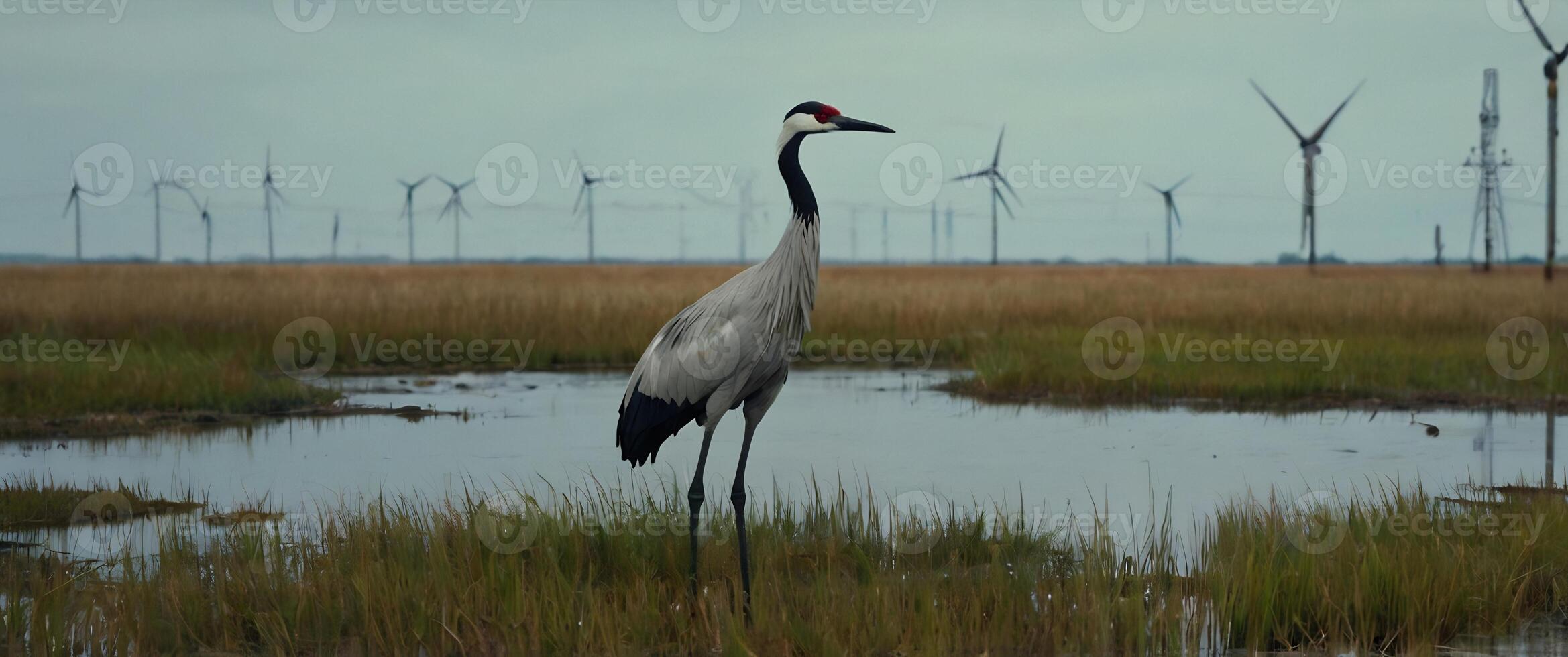 A crane stands in a marsh near wind turbines photo