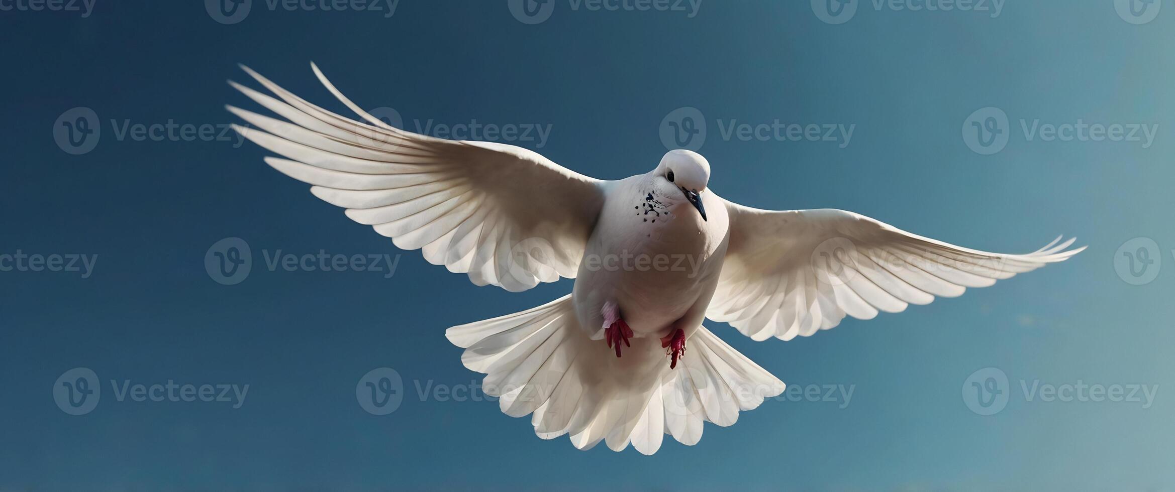 A white dove flying in the air photo