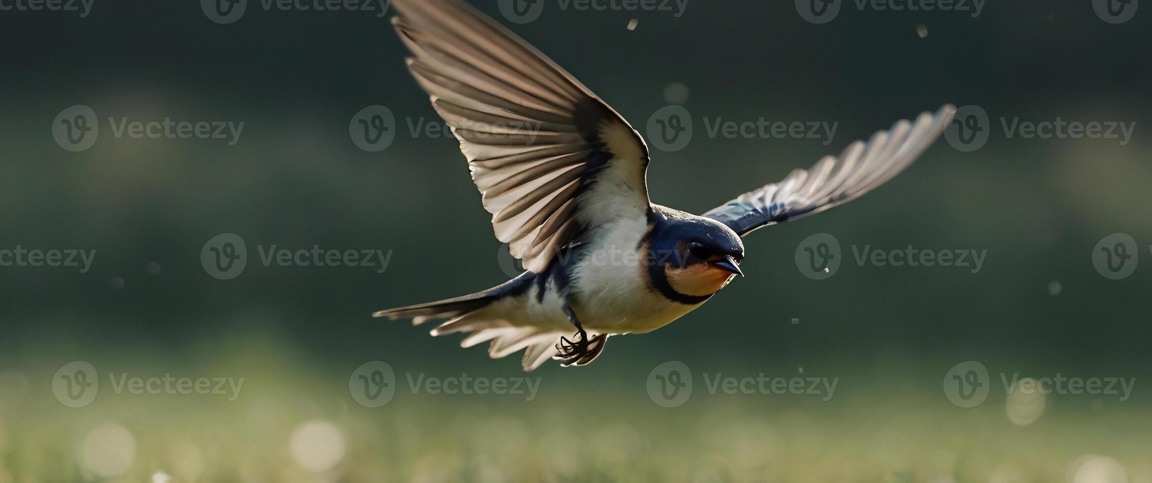 A bird flying over a field of grass photo