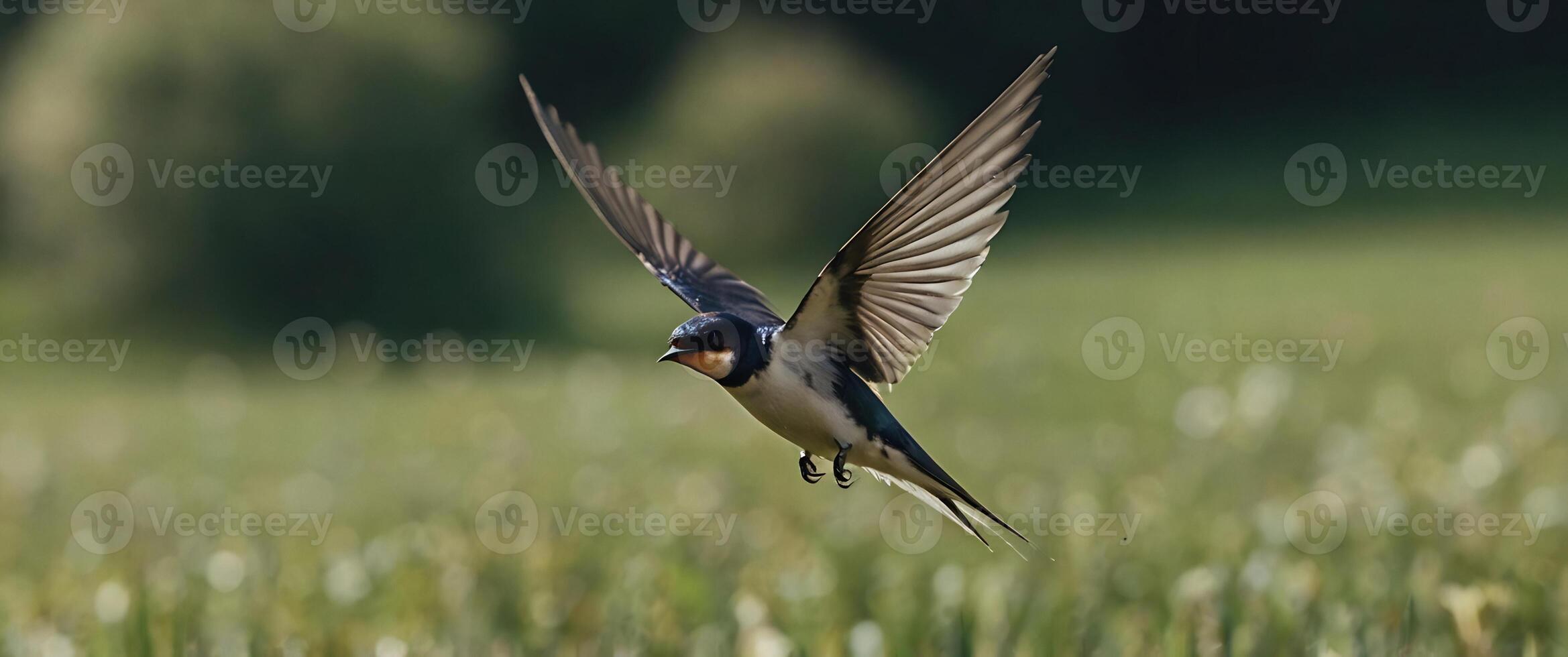 A bird flying over a field of grass photo