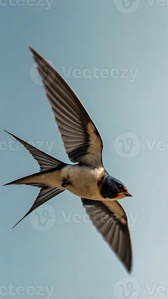 A swallow flying in the sky with its wings spread photo