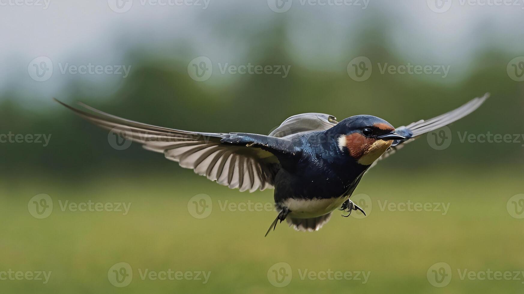 A bird flying over a field with its wings spread photo