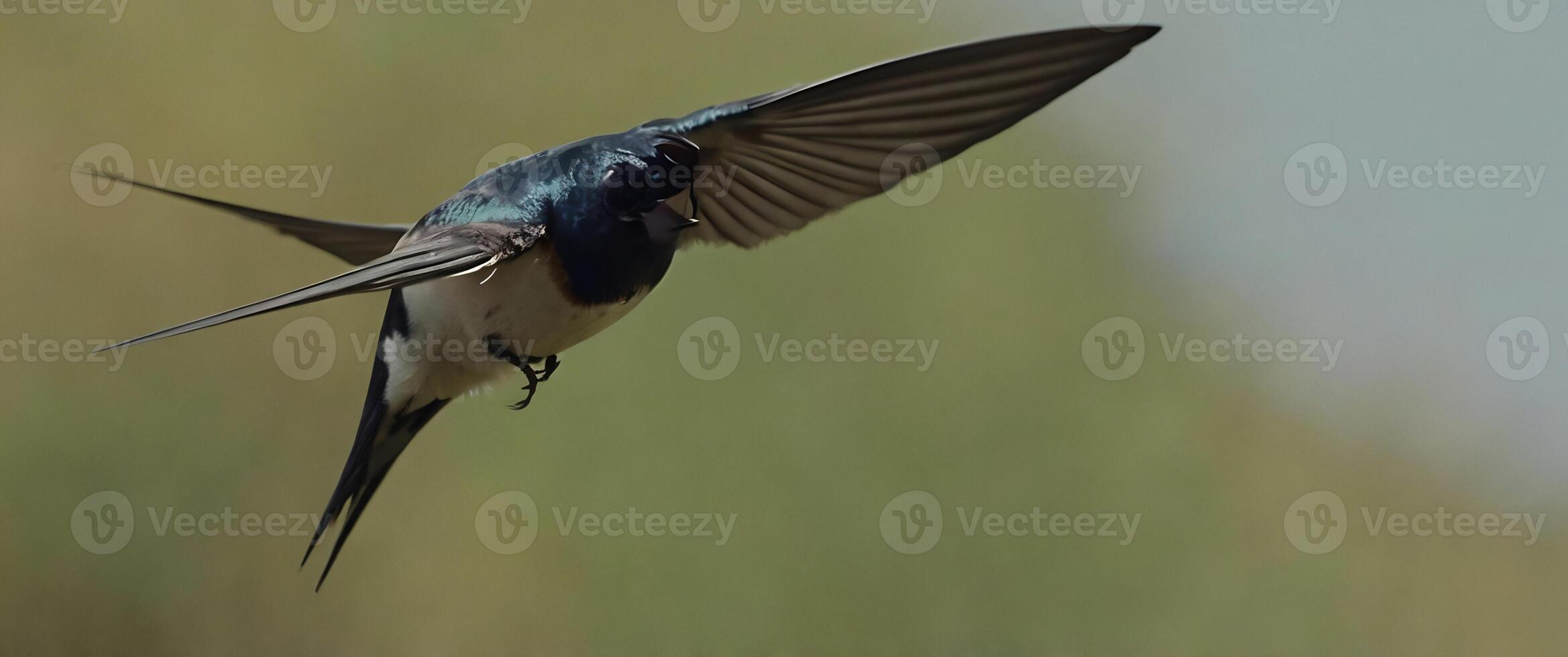 A bird flying in the air with its wings spread photo