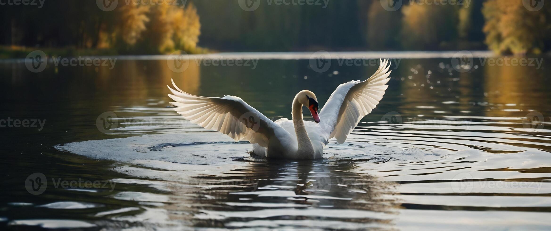 A swan is floating on the water in a lake photo