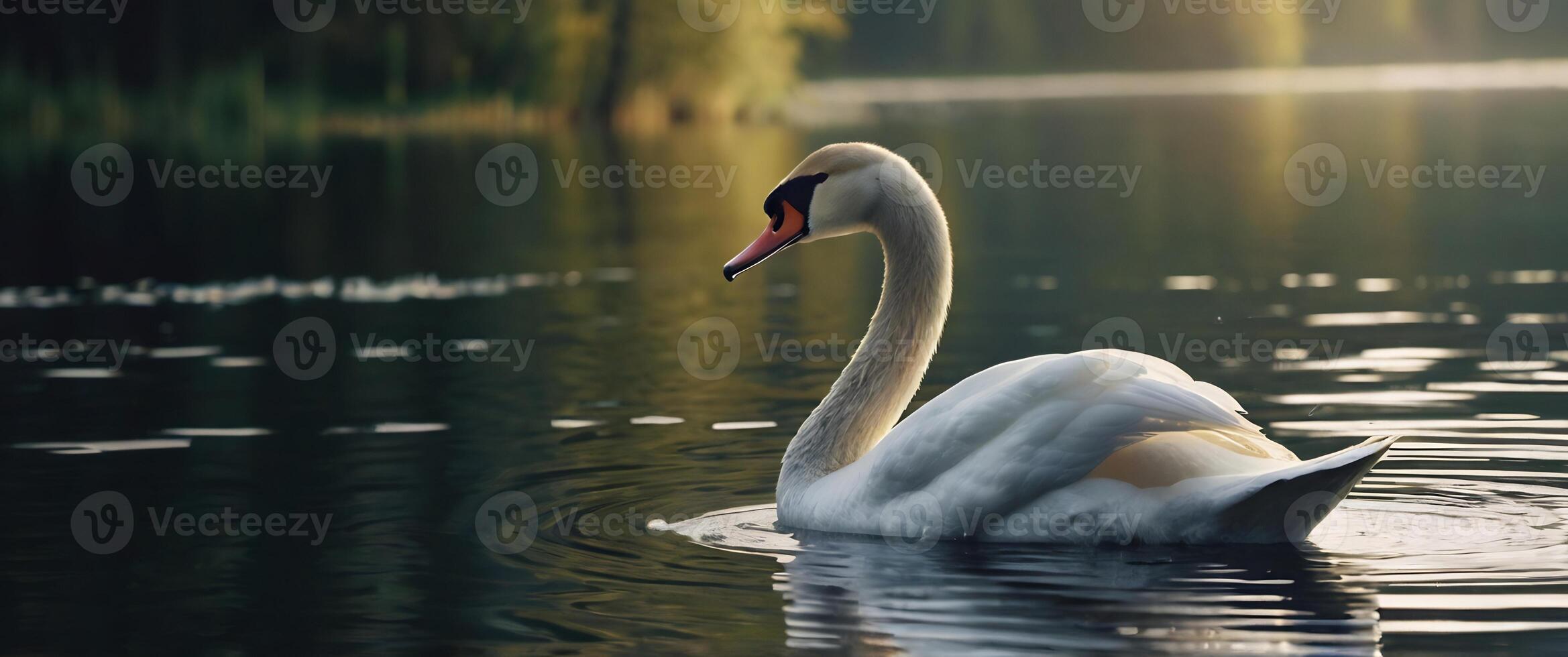 A swan swimming in a lake with trees in the background photo
