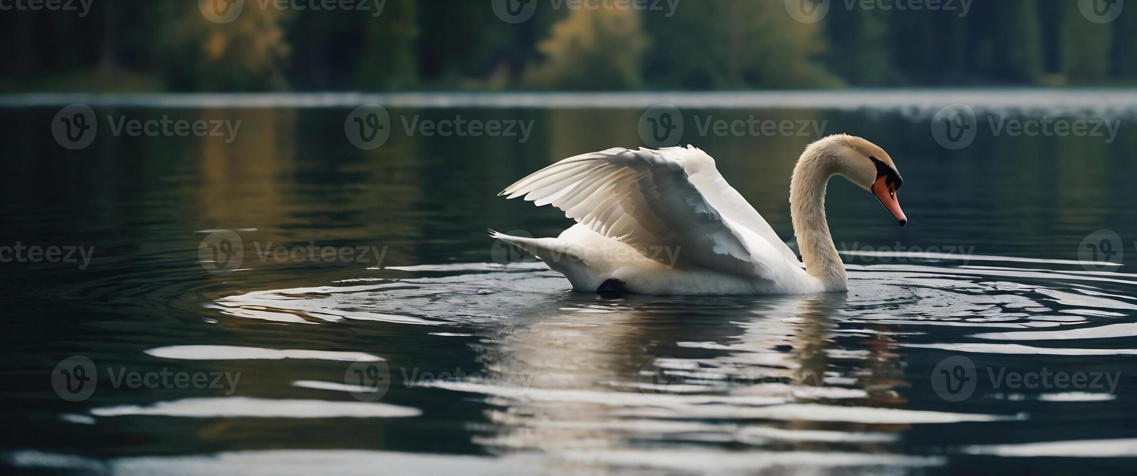 A swan is swimming in a lake with water photo