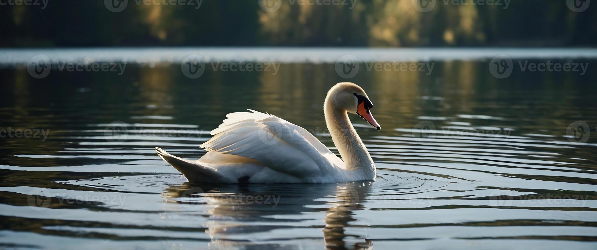 A swan is swimming in a lake photo