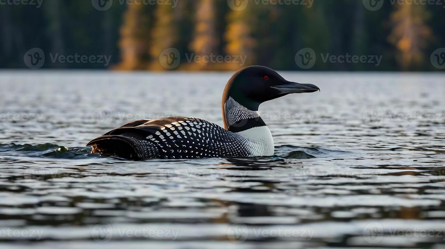 A loon swims in a lake with trees in the background photo