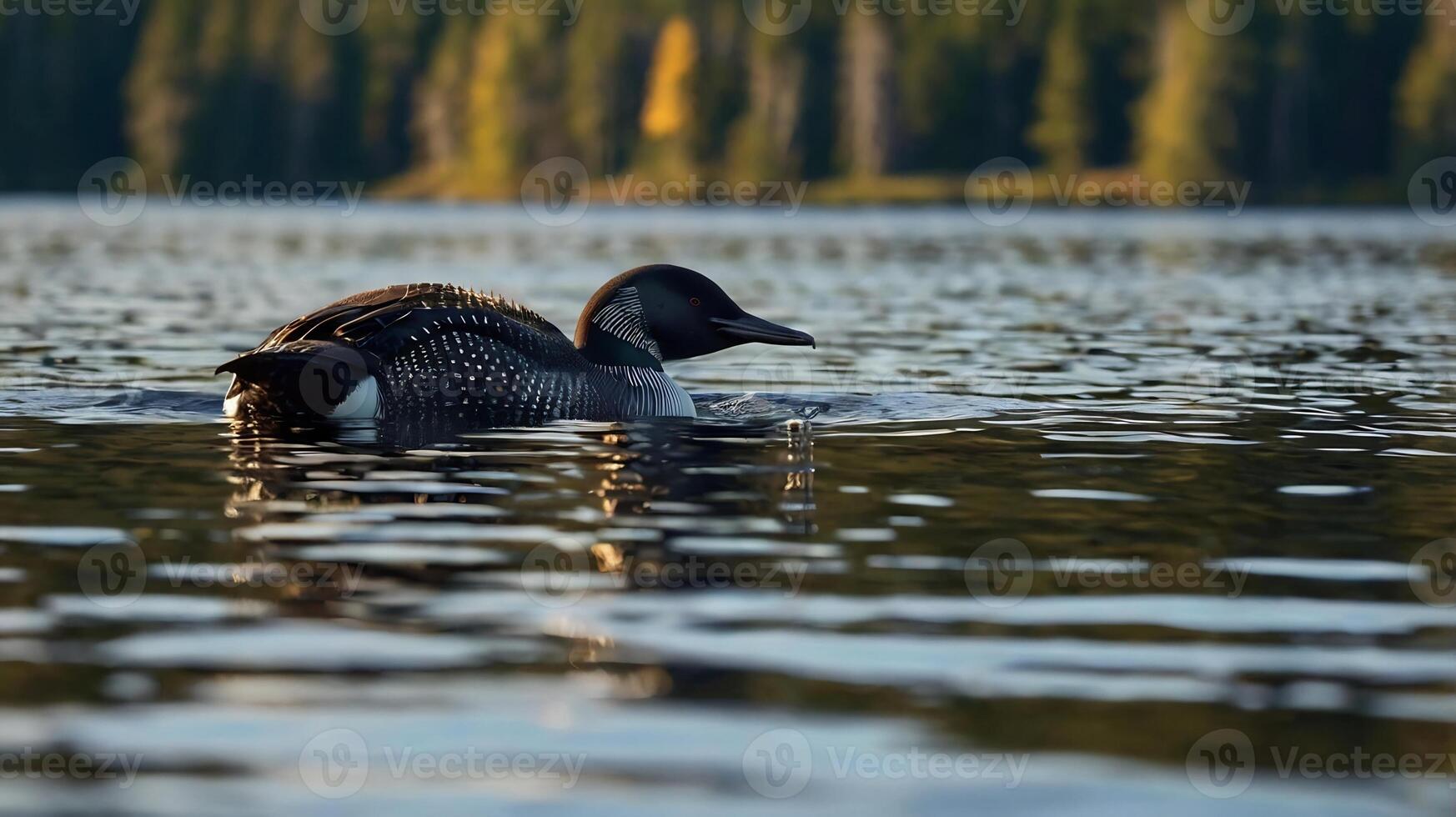 A loon swimming in a lake with trees in the background photo