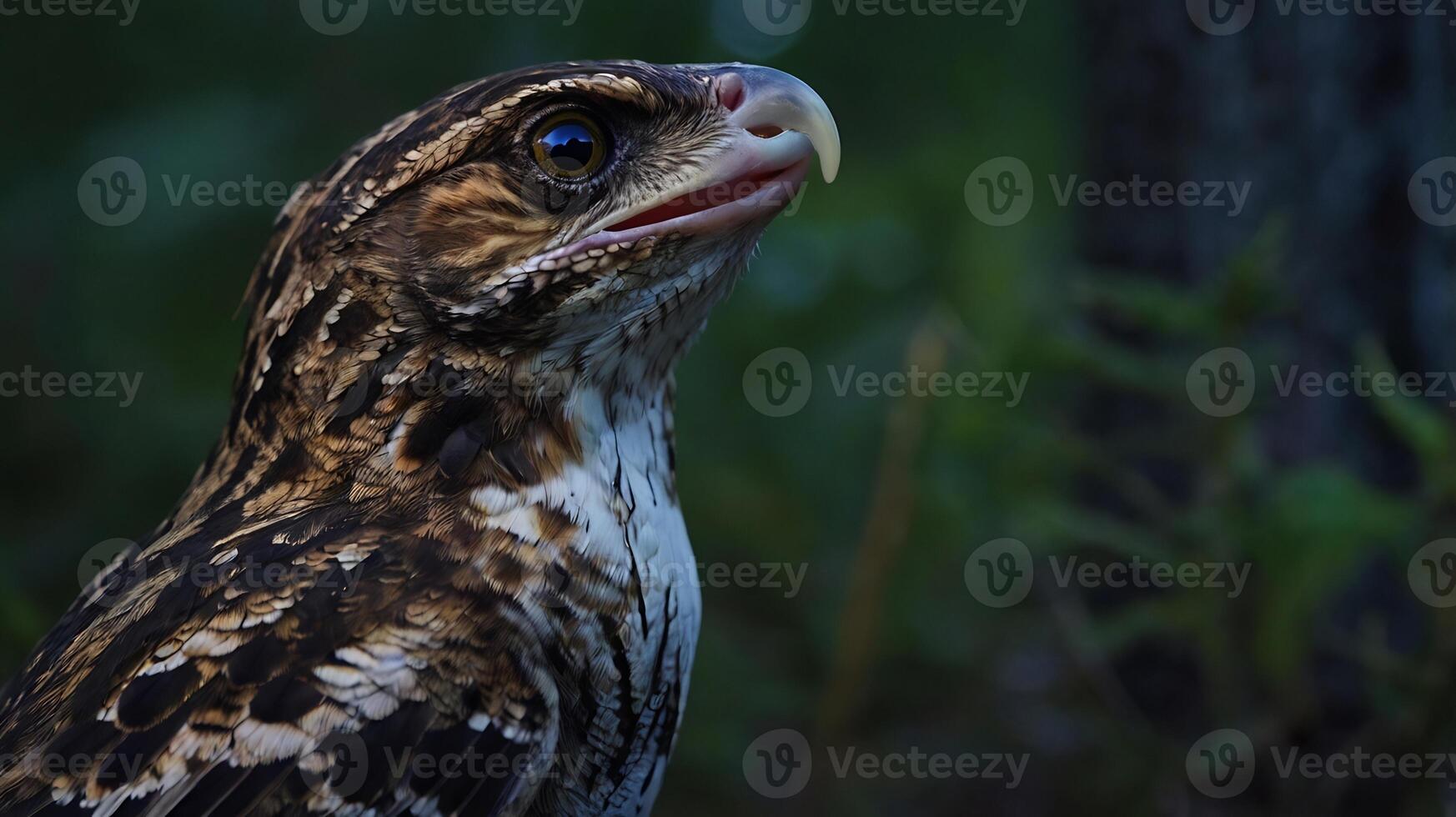 A close up of a bird with a big beak photo