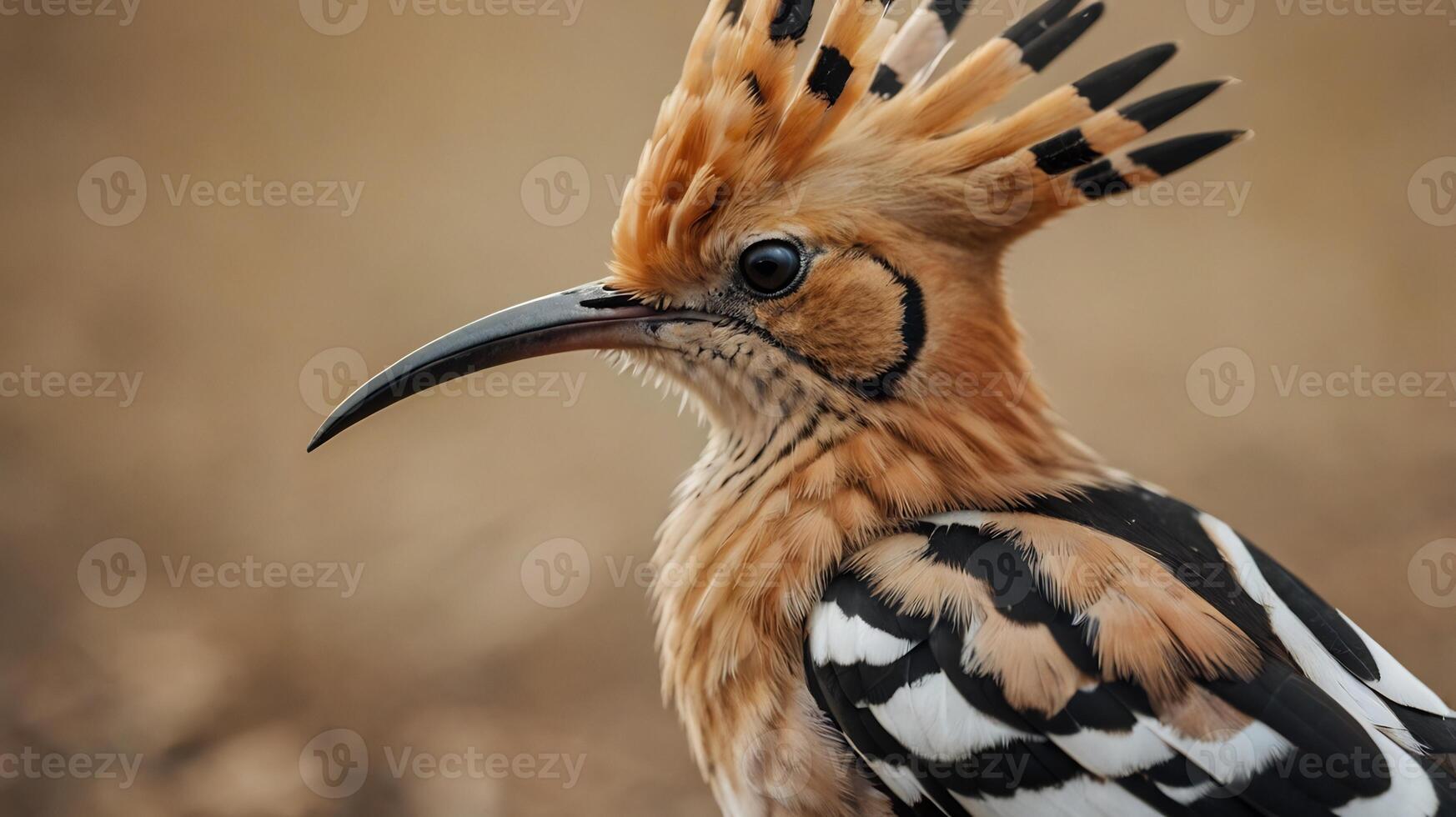 A close up of a bird with a long mohawk photo