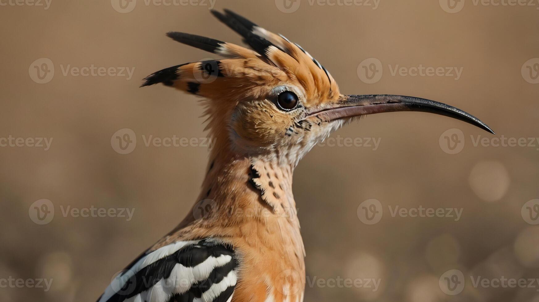 A close up of a bird with a long beak photo