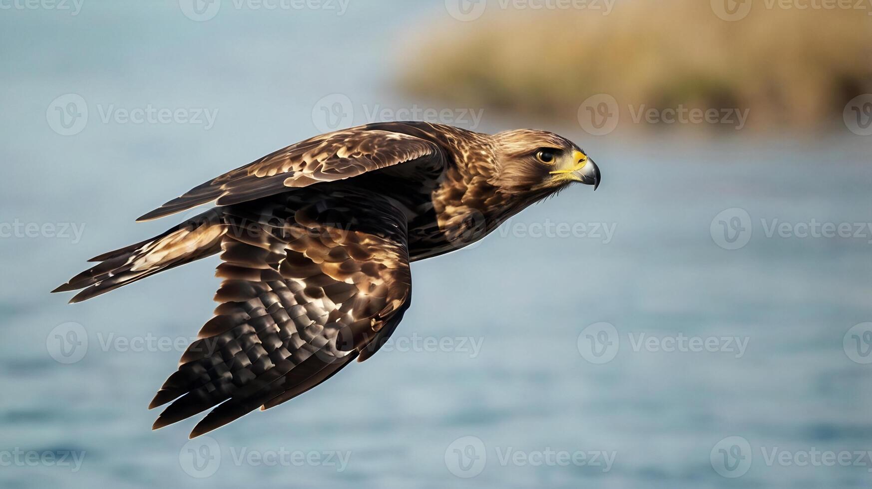 A hawk flying over the water with its wings spread photo