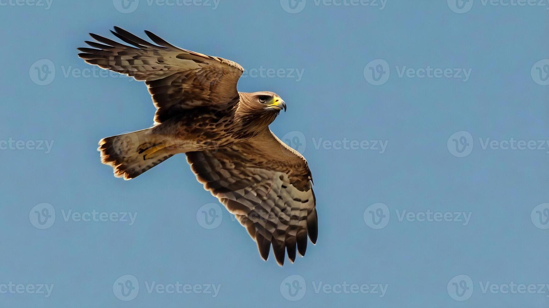 A hawk flying through the blue sky with its wings spread photo