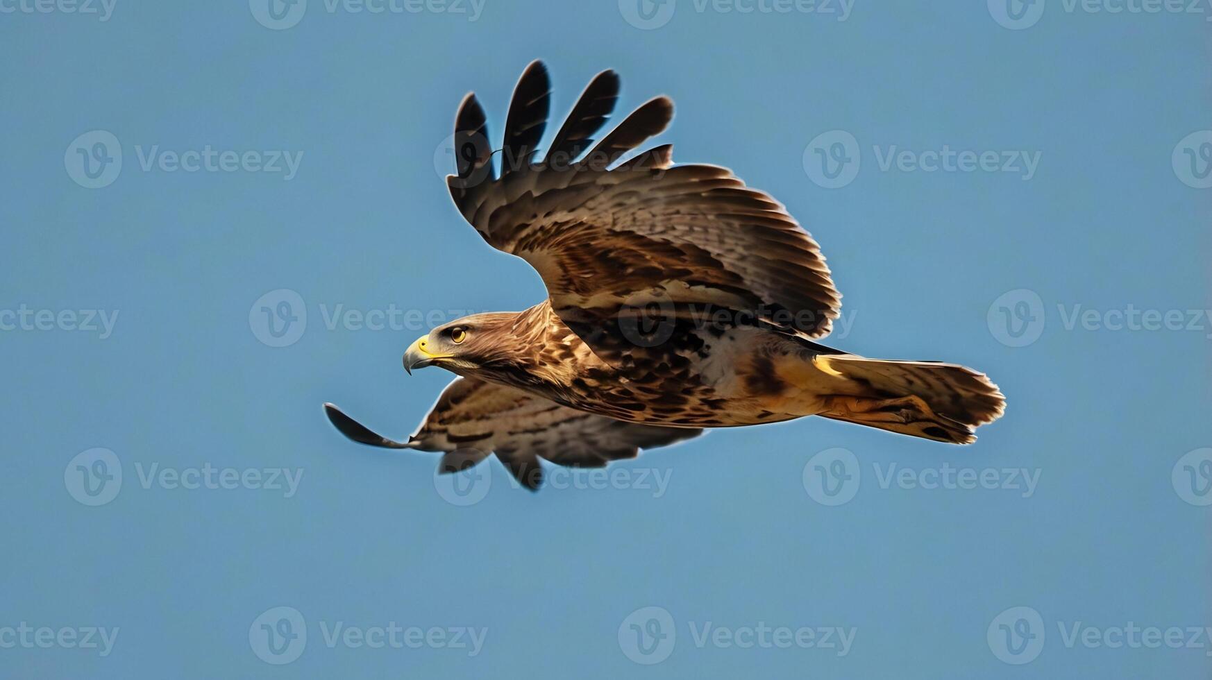 A hawk flying through the blue sky with its wings spread photo