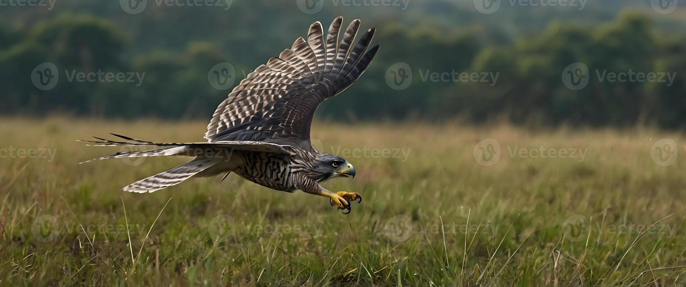 A hawk is flying over a field with grass photo