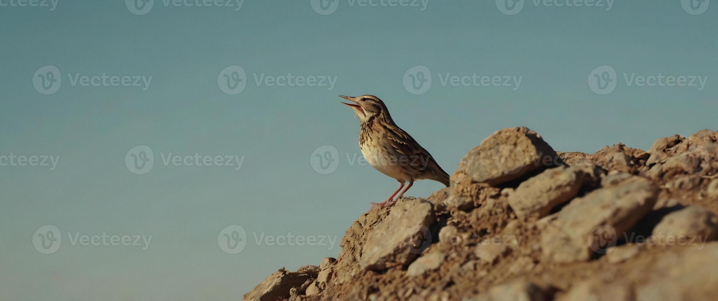 A bird is standing on top of a rock photo
