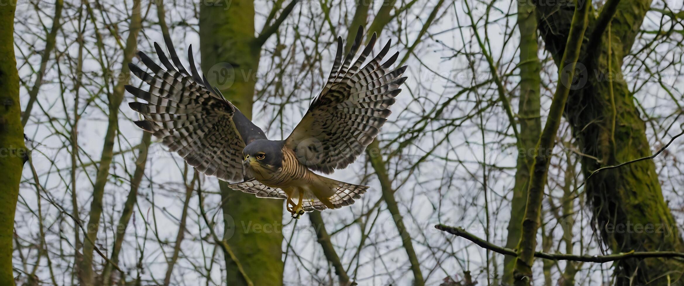 A hawk flying over a forest with trees in the background photo