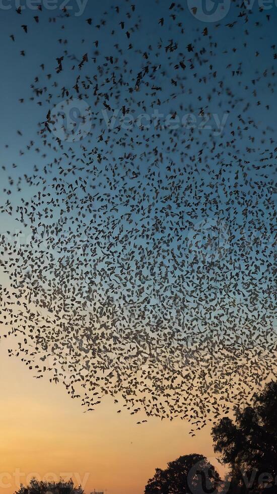 A large flock of bats flying over a field photo