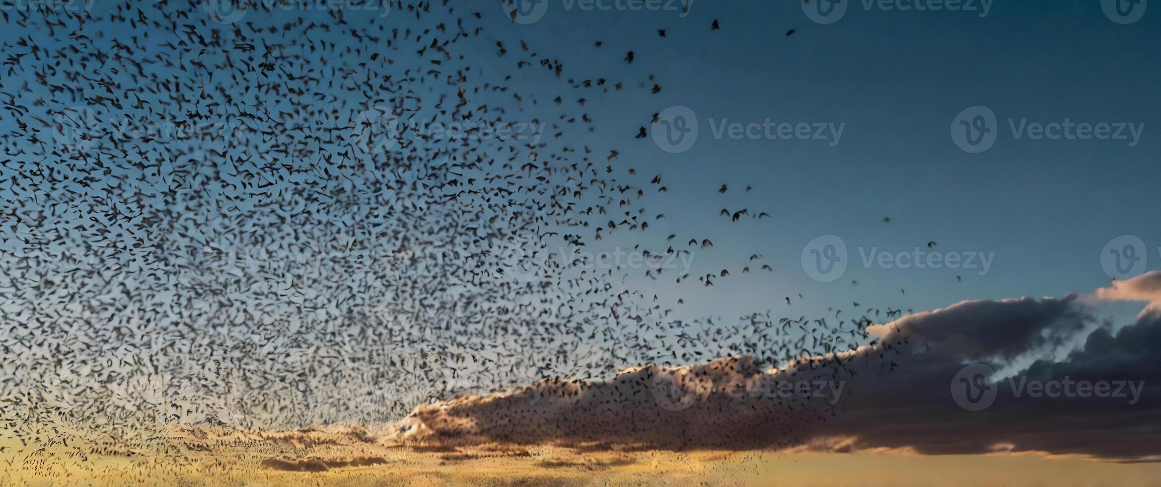 A flock of birds flying over a field at sunset photo