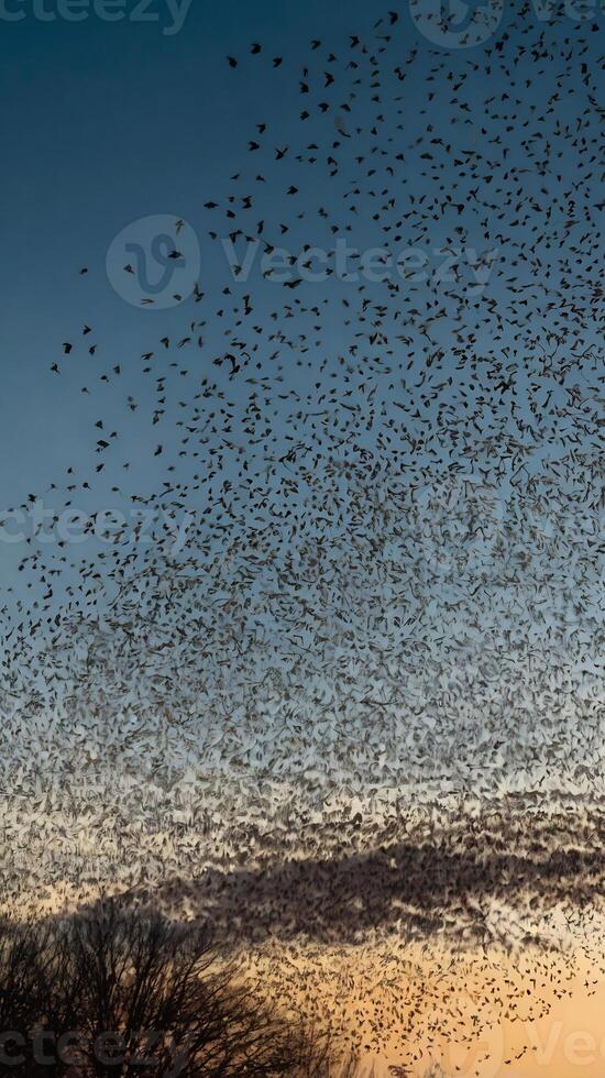 A large flock of birds flying over a field photo