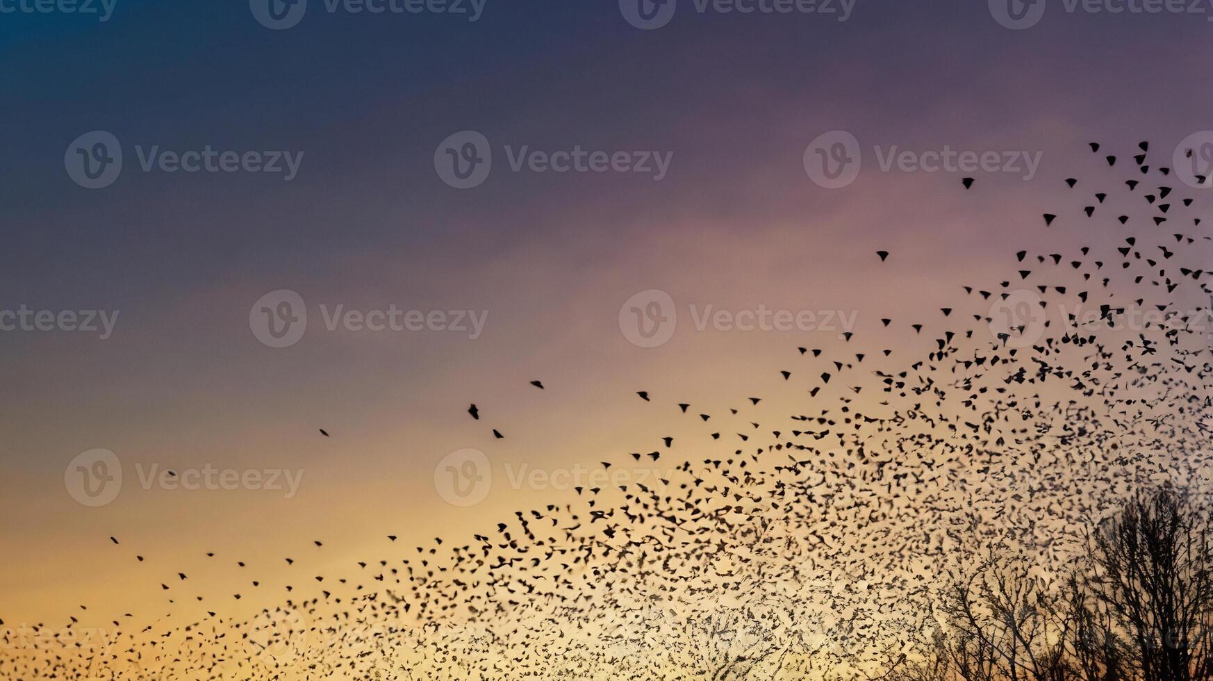 A flock of birds flying in the sky at sunset photo