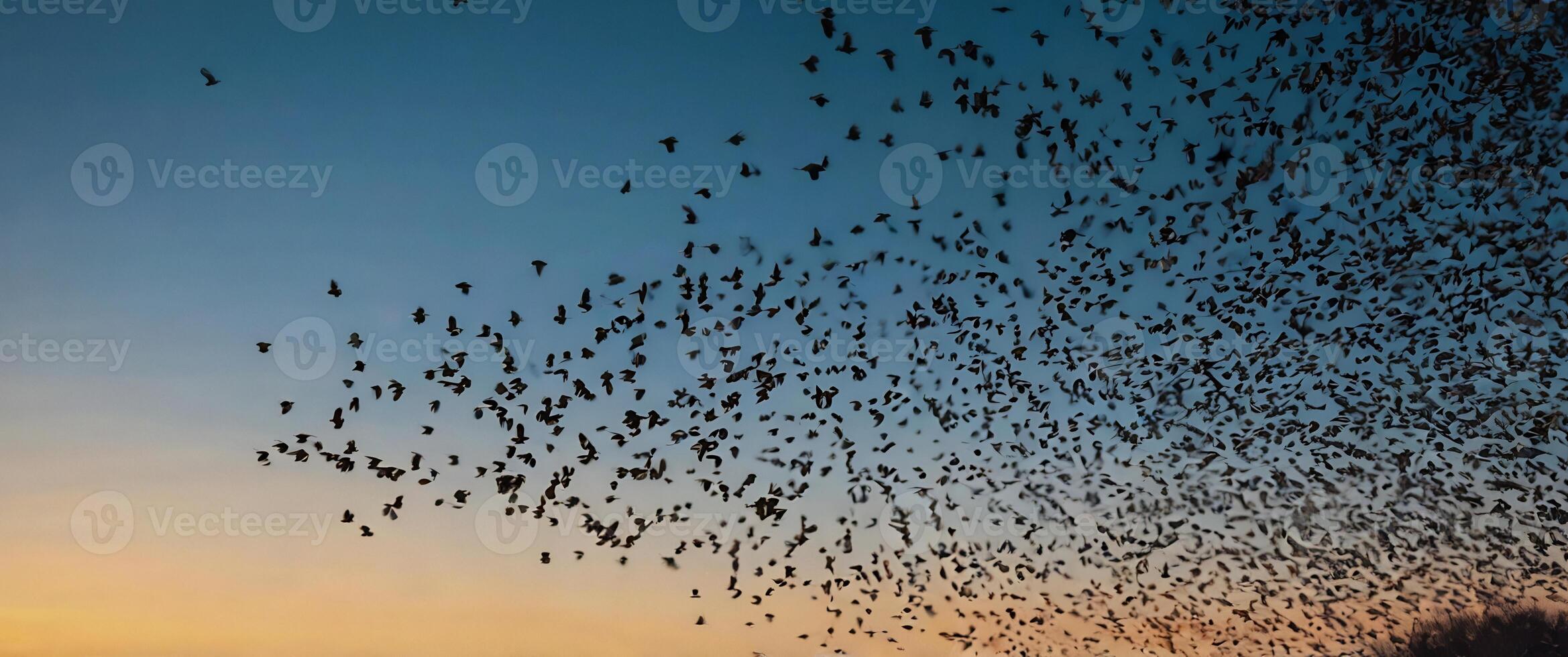 A flock of birds flying over a field at sunset photo
