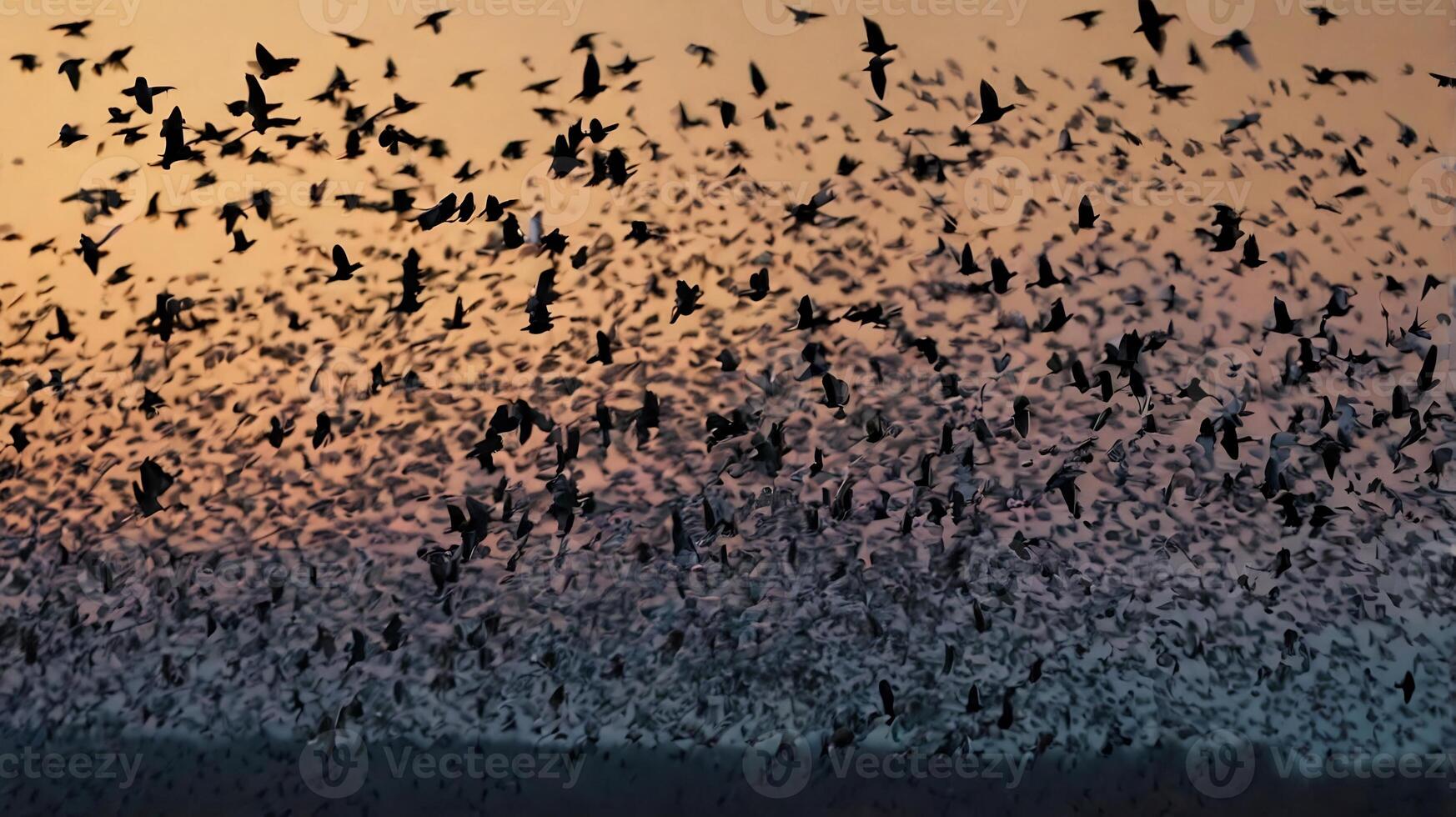 A flock of birds flying over a field photo