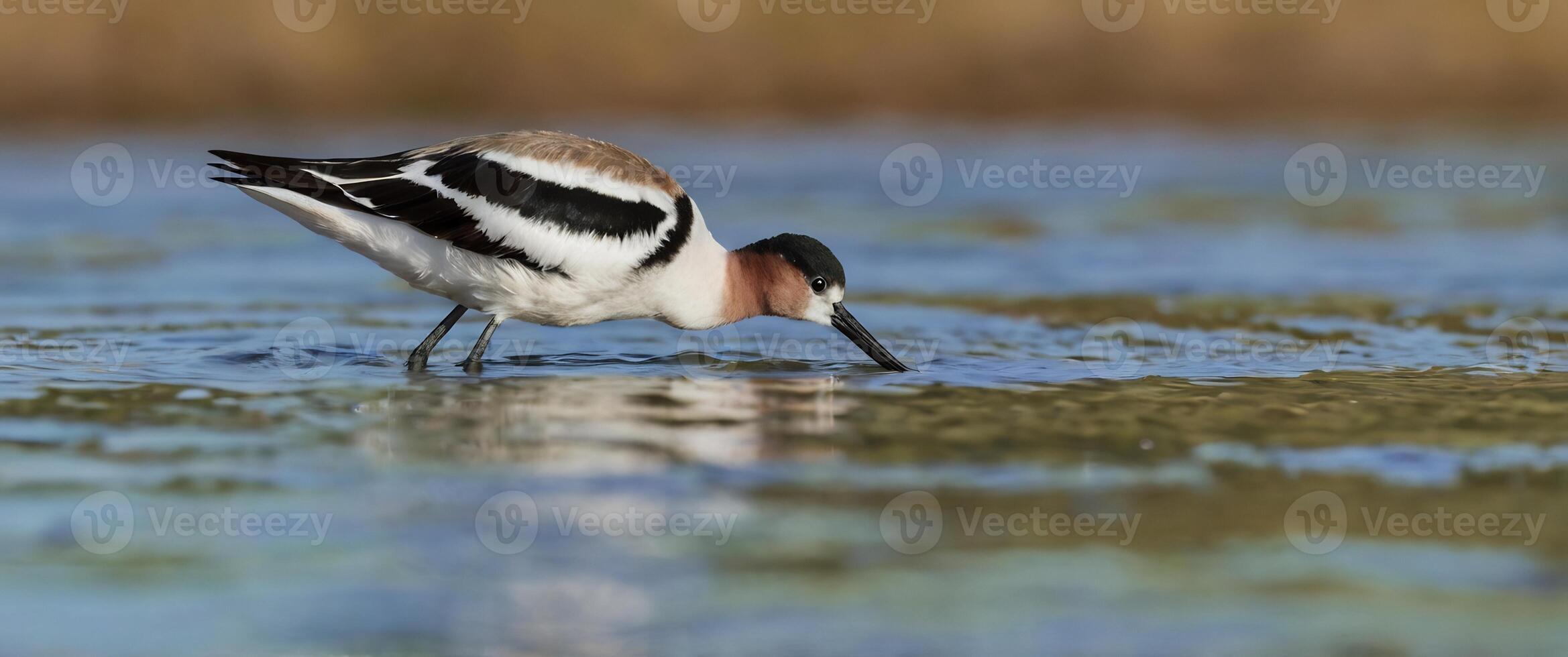 A bird with a long beak is standing in shallow water photo