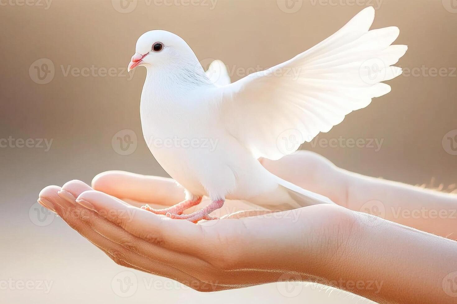Hands gently release a white dove into the warm sunset air symbolizing hope and new beginnings photo