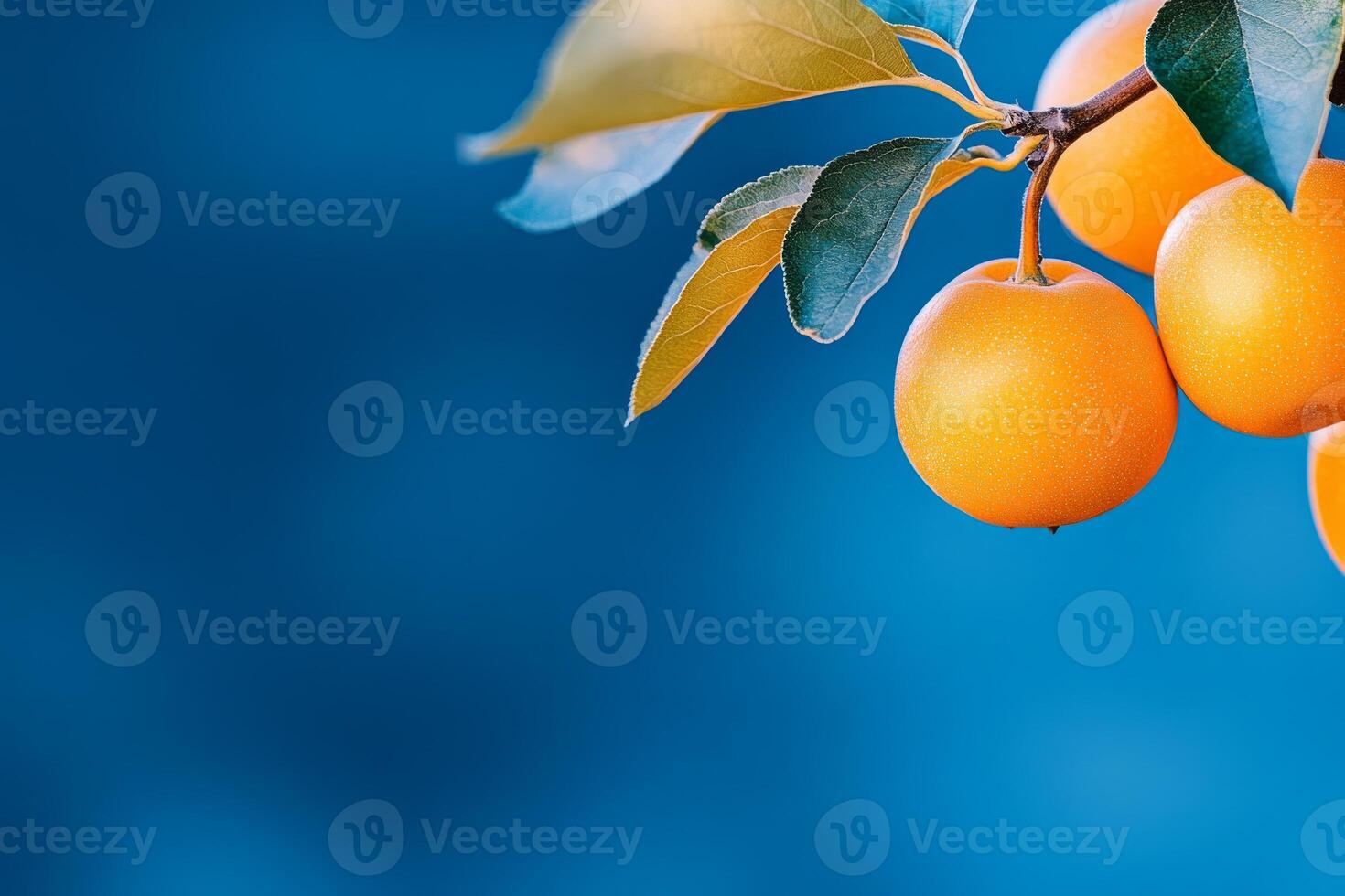 Bright orange persimmons hanging from a tree branch against a clear blue autumn sky during harvest season photo