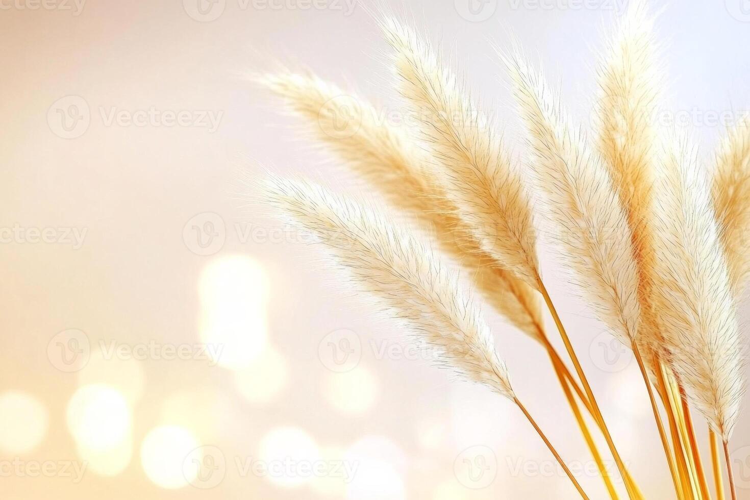 Tall golden pampas grass swaying gently in the soft evening light against a backdrop of autumn trees photo