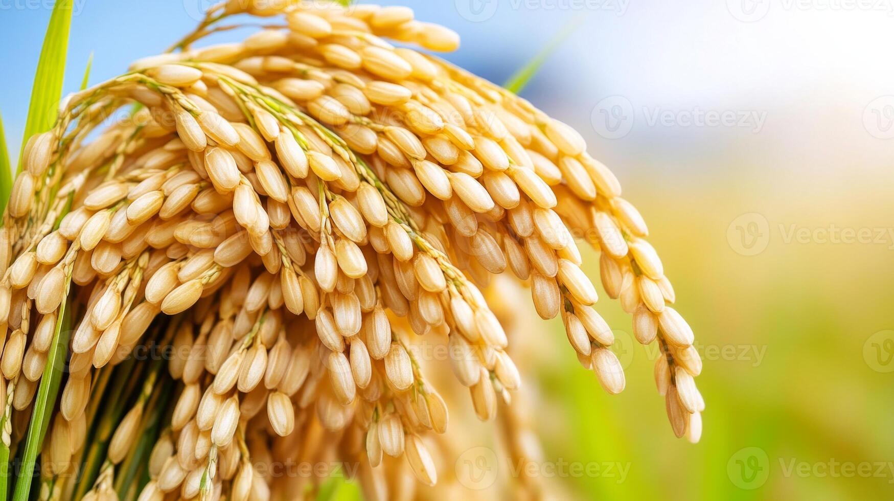 Golden rice fields illuminated by afternoon sunlight with distant mountains and autumn trees in the background photo