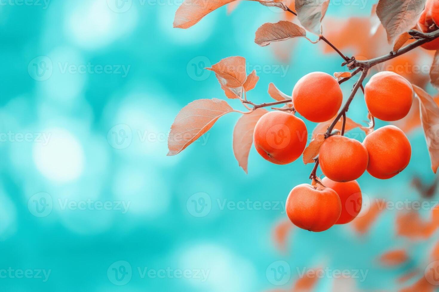 Bright orange persimmons hang on a tree branch against a clear blue autumn sky during the harvest season photo