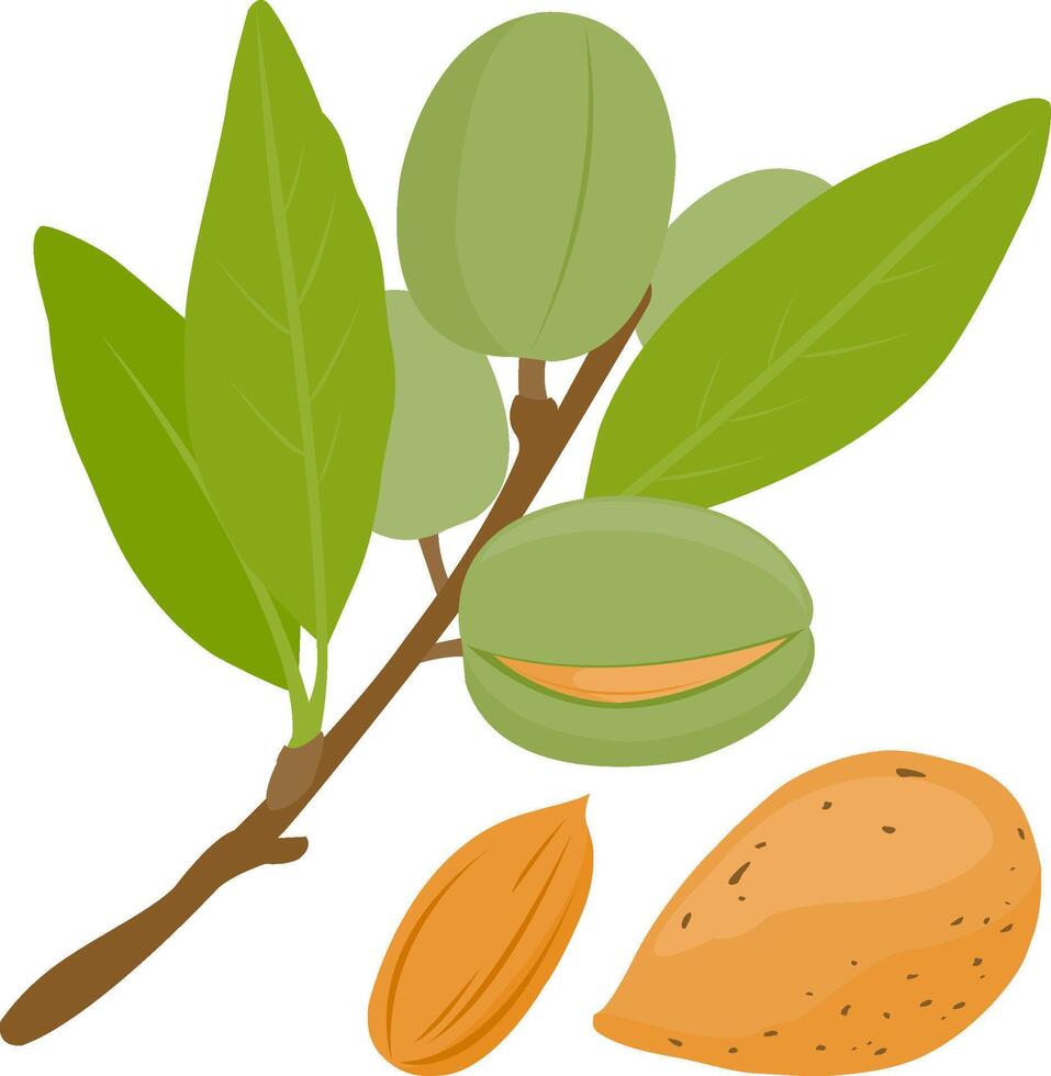 Almond tree branch with almond fruits and nuts. Branches with leaves and fruit. Natural organic almond. Nuts and kernels. vector