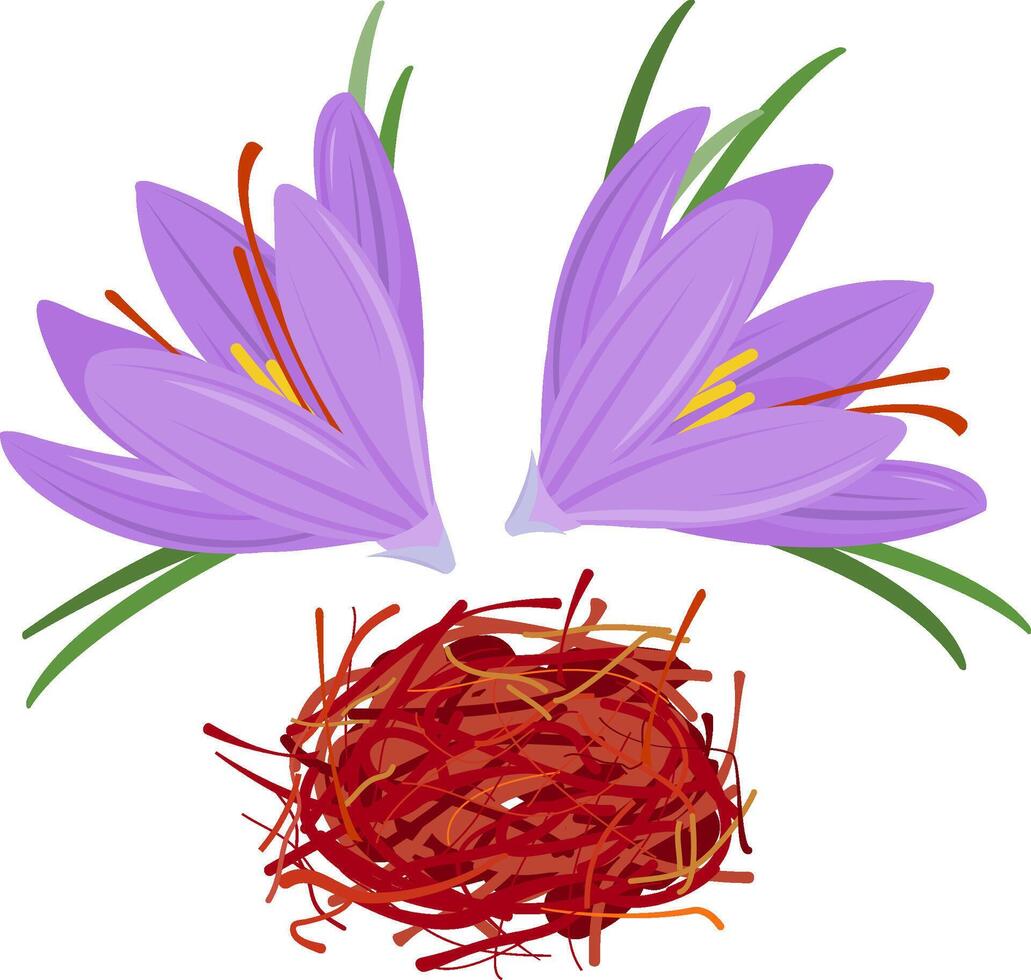 Crocus flower and dried saffron spice. Crocus sativus. strands spice used in cooking for unique flavor and color. Purple saffron with green leaves and dried spice threads. vector